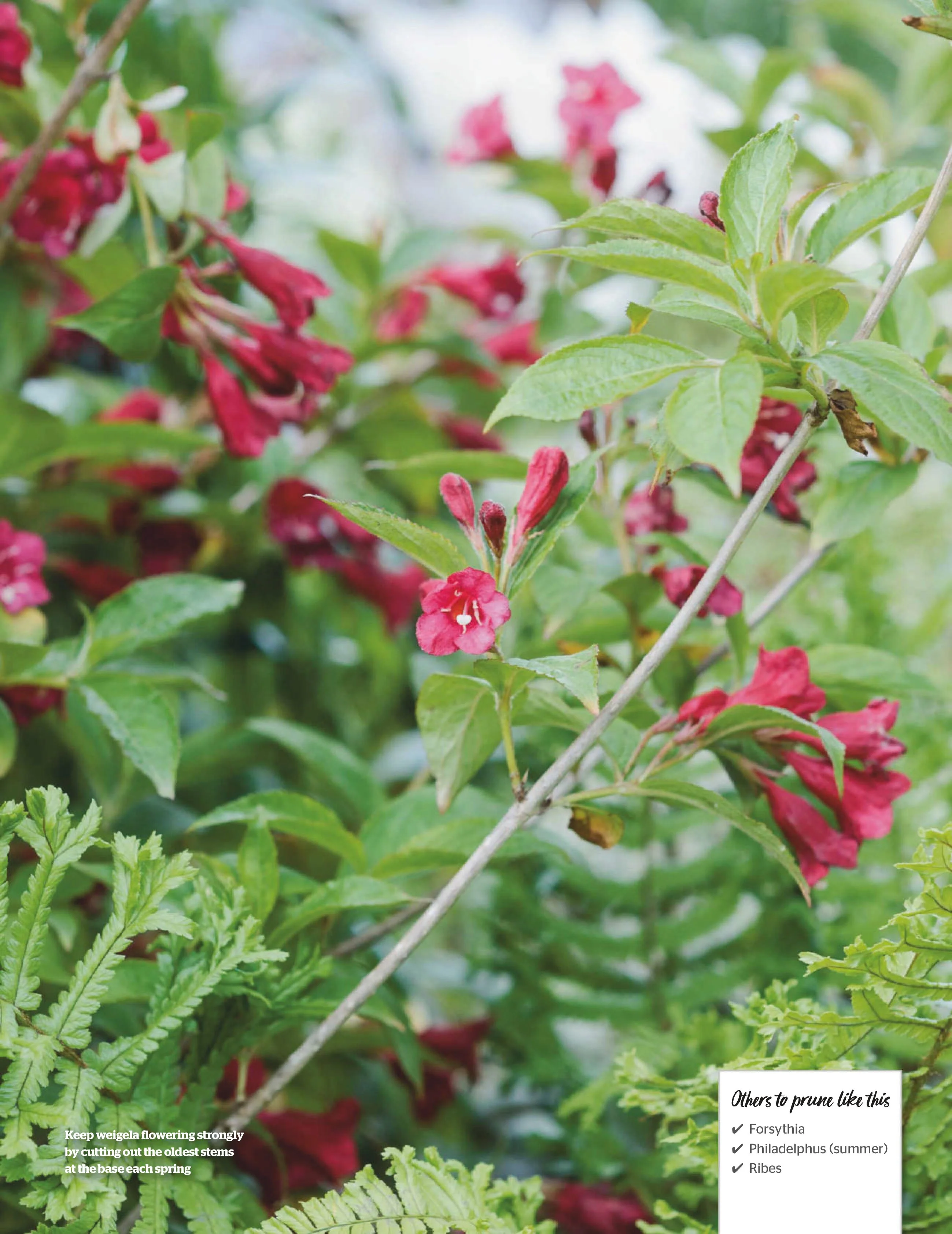 BBC Gardeners’ World Specials – Guide Your Pruning Year 2025 Digital - Image 3