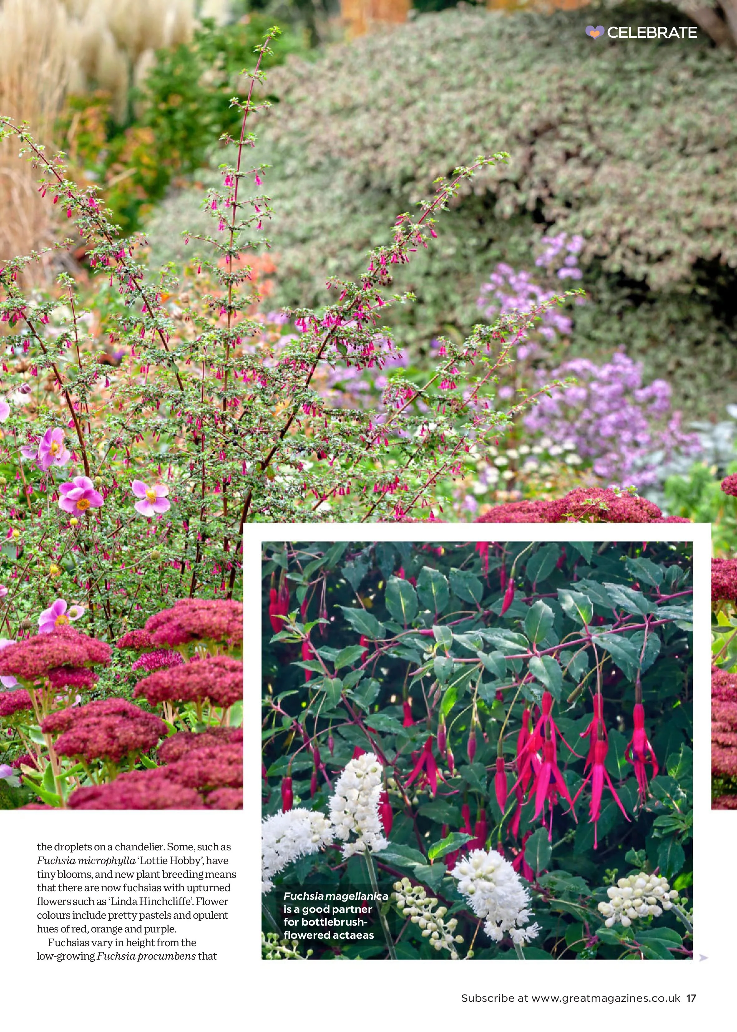 Garden Answers – August 2025 Magazine Digital - Image 2